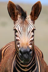 Zelfklevend Fotobehang zebra close-up - stofbad © CAEsqui