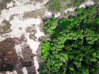 mangrove forest aerial view photography drone 