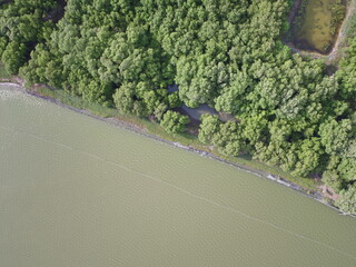 mangrove forest aerial view photography drone 
