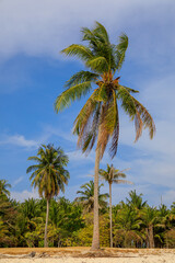 Obraz premium Perfect tropical beach with sand and palm trees, view of the palm grove