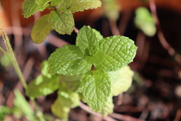 Planta Hortelã © Juaunzyn