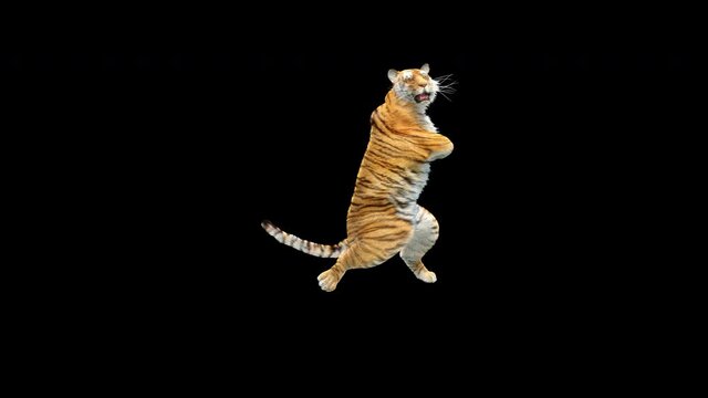 Tiger Dance, 3d rendering, animal realistic, Included in the end of the clip with Alpha matte.
