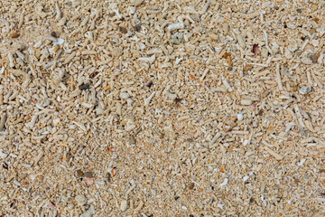 Corals with shells on the yellow sand. Yellow sand. Summer beach background. The view from the top.
