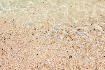 Corals with shells on the yellow sand. Yellow sand. Summer beach background. The view from the top.