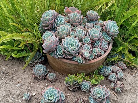Rosetas (suculentas)
