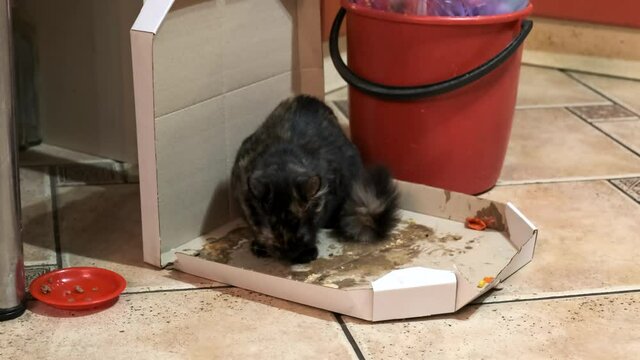 A small kitten is eating leftover pizza in a cardboard box in the kitchen.