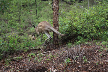 Kangaroos in wilder Natur in Australien 