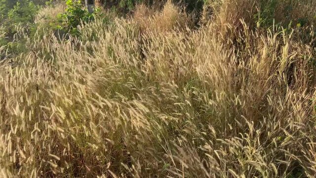 Desho grass flowers field with the wind above