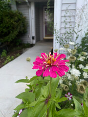 Fototapeta premium Pink flower close up in front yard. strong independent Pinkish purple flower. grown up from seed during quarantine. Hope exists even in tough times.