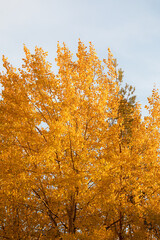 Yellow aspen tree foliage in golden sunlight