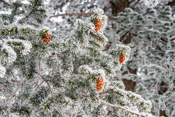 Douglas Fir Pseudotsuga menziesii Branches and Cones with Snow