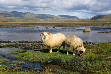 Obraz premium sheep - Iceland