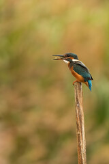 Kingfisher on pole