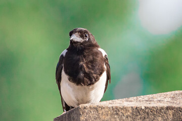 Eurasian magpie - Pie bavarde - Pica pica