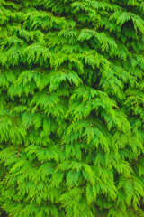 fir leaves close up