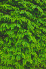 fir leaves close up