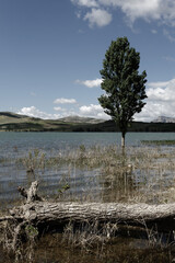 Albero che viene fuori da un lago e vecchio tronco secco in orizzontale.