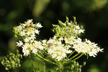 white flowers on a green background with insects