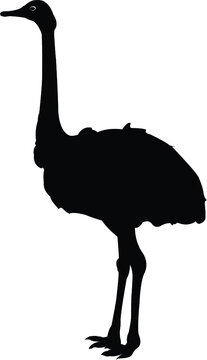 recommend clip art: illustration of an ostrich