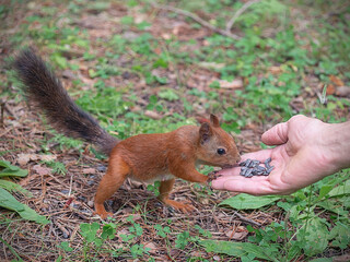 A squirrel standing on grass. High quality photo