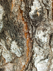 The textured bark of an adult birch, close-up from a city park in the spring.