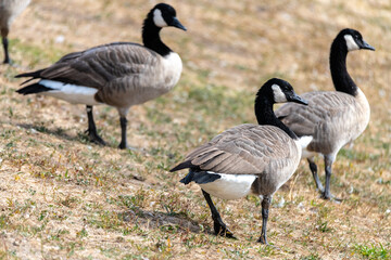 Group of Canada Geese (Branta canadensis)