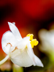From side white Begonia with a blurry red background