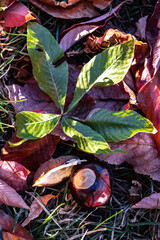Chestnut Leaves in Early Fall