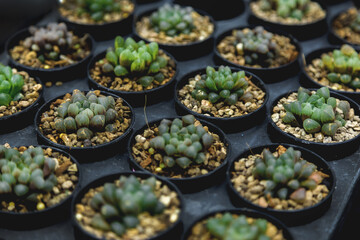 indoor garden colorful cactus with black stone