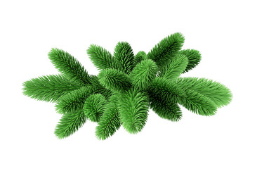 3d render, evergreen spruce twigs, Christmas tree branches, seasonal natural clip art isolated on...