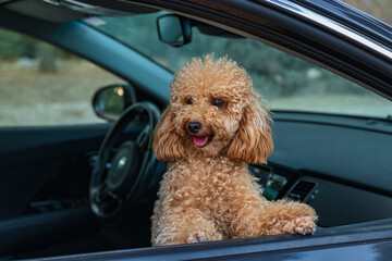 Young apricot poodle in the car window.