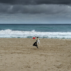 Cane sulla spiaggia che afferra al volo un frisbee