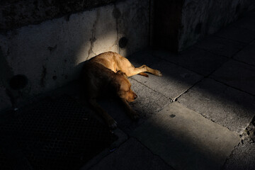 Cane randagio contro un muro illuminato da un fascio di luce.