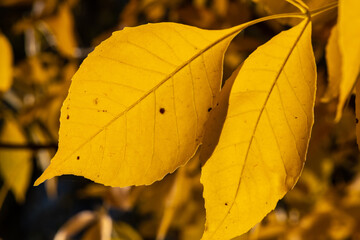 Obraz premium Yellow Leaves Early in Fall