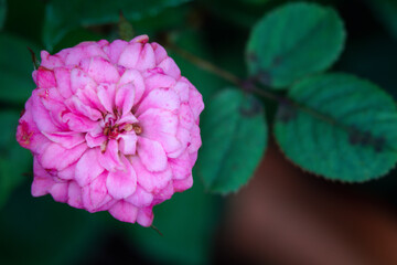 Close-up. Pink rose flower in the garden.