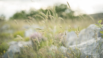 Obraz premium fleur dans les champs