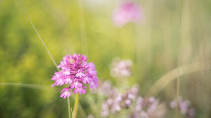 fleur dans les champs