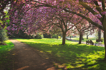 Spring in Hyde Park located in Central London, UK.