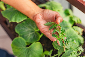 woman planting tomato seedling