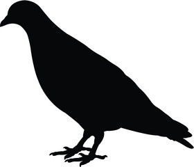 silhouette of a pigeon