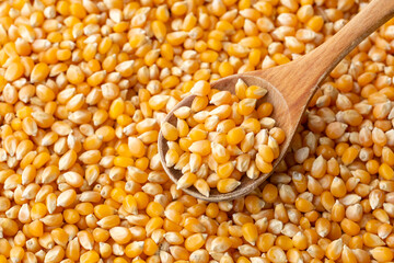 Raw Corn Seeds or Corn kernels are the fruits of corn. Maize is a grain, and the kernels are used in cooking as a vegetable or a source of starch.