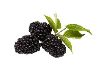 large blackberries with leaves