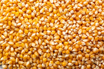 Raw Corn Seeds or Corn kernels are the fruits of corn. Maize is a grain, and the kernels are used in cooking as a vegetable or a source of starch.