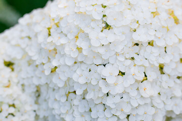 White hydrangea flower with solf light. Web banner, nature background. Flowering hortensia plant.