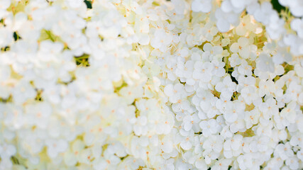 White hydrangea flower with solf light. Web banner, nature background. Flowering hortensia plant.
