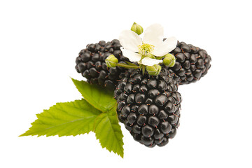 ripe blackberry with leaf and flower with buds