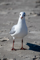 Möwe am Strand