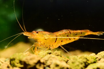 Schöne Caridina Garnelen im Aquarium