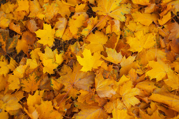Naklejka na ściany i meble Yellow maple foliage laying on the ground at autumn season with selective focus