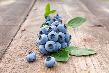 beautiful blueberries with green leaves